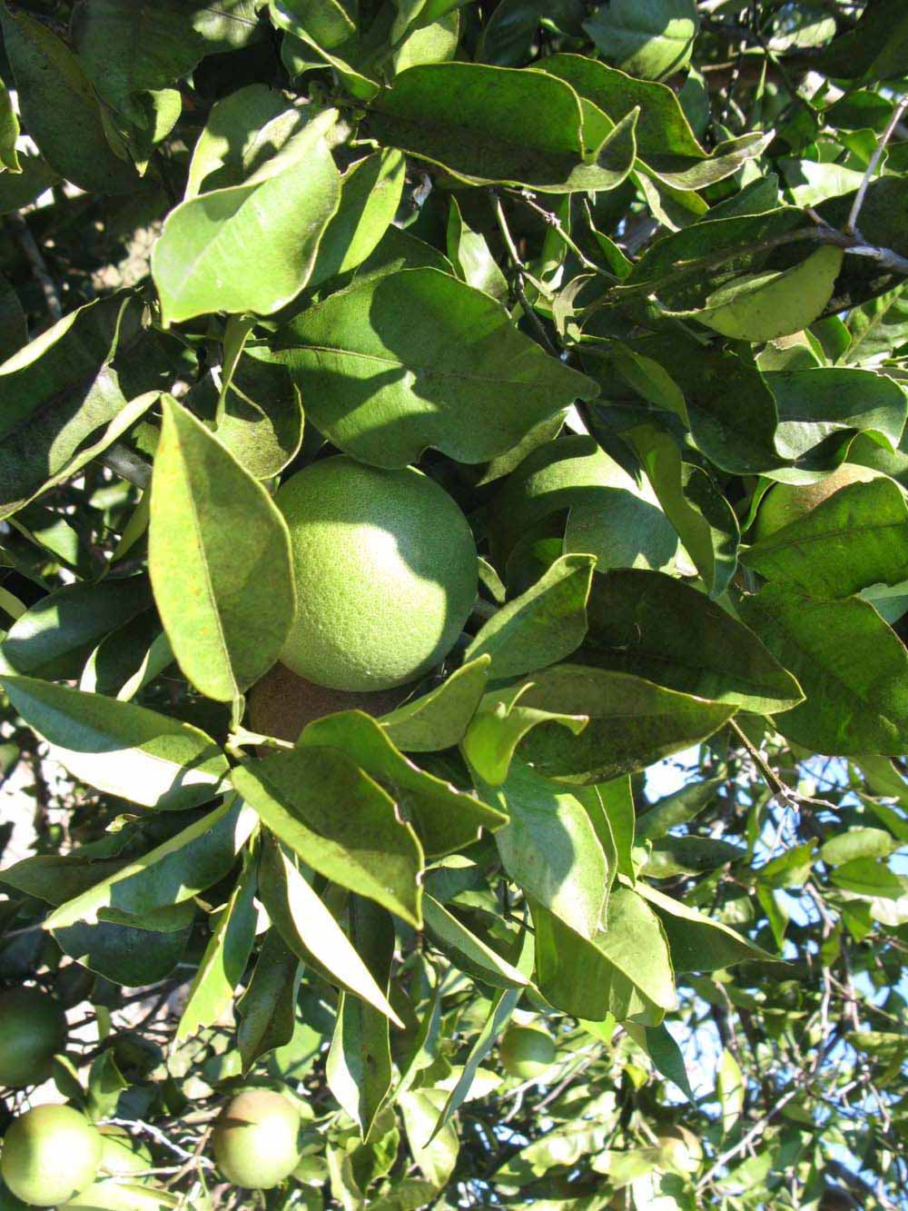              Sun leaves (Winter Haven, FL)       